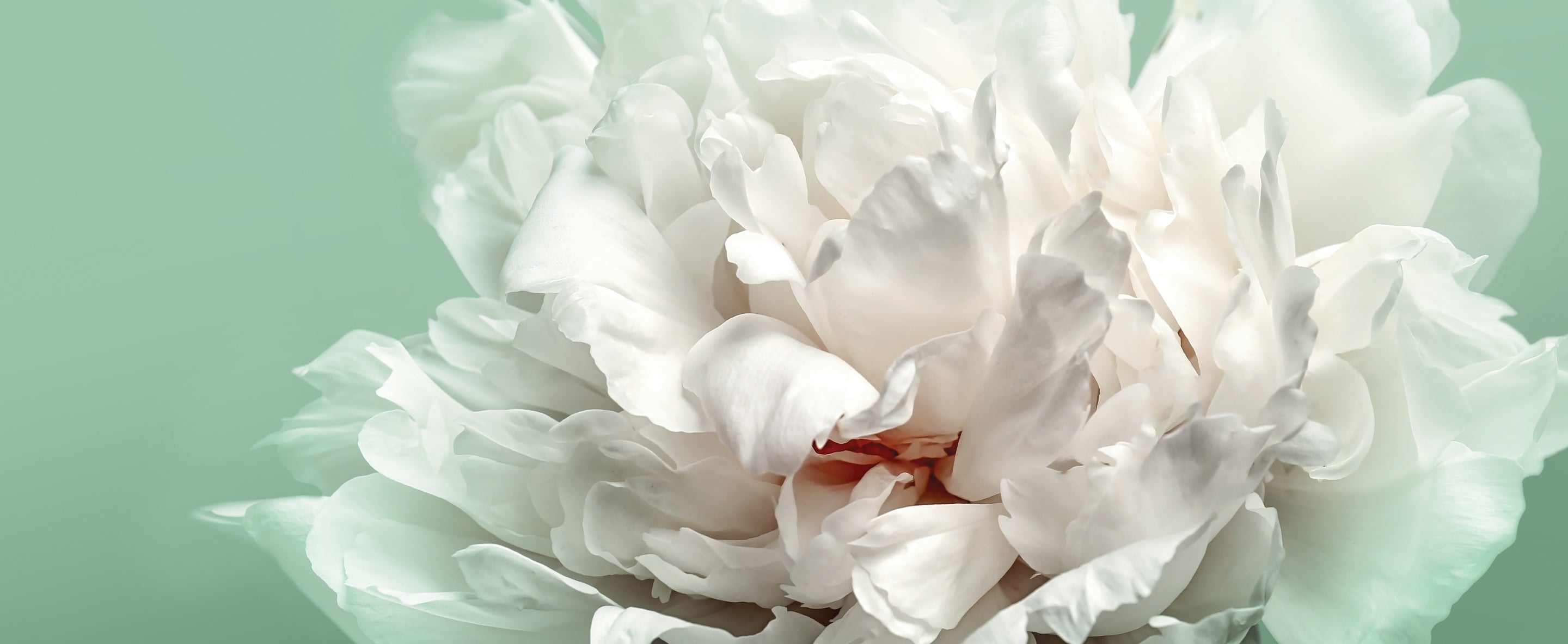 Nahaufnahme einer weißen Pfingstrose mit zarten, gekräuselten Blütenblättern vor einem weichen mintgrünen Hintergrund.