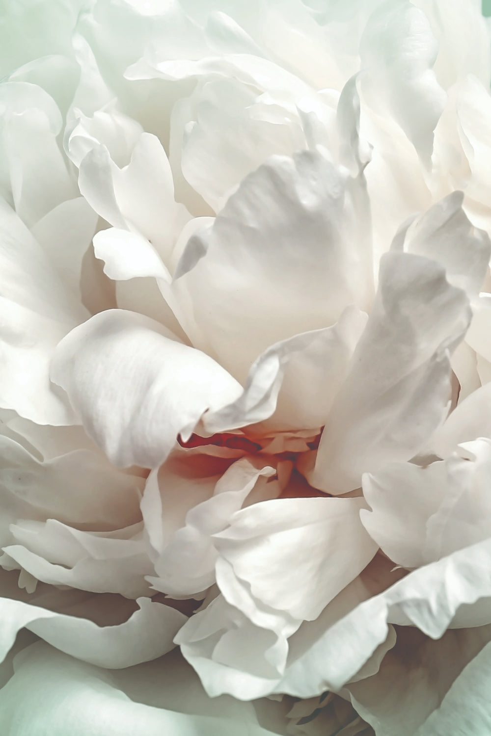 Nahaufnahme einer weißen Pfingstrose mit zarten, geschichteten Blütenblättern. Die weiche Beleuchtung hebt die Textur und die subtilen Schatten der Blüte hervor und verleiht ihr ein ruhiges und elegantes Aussehen.