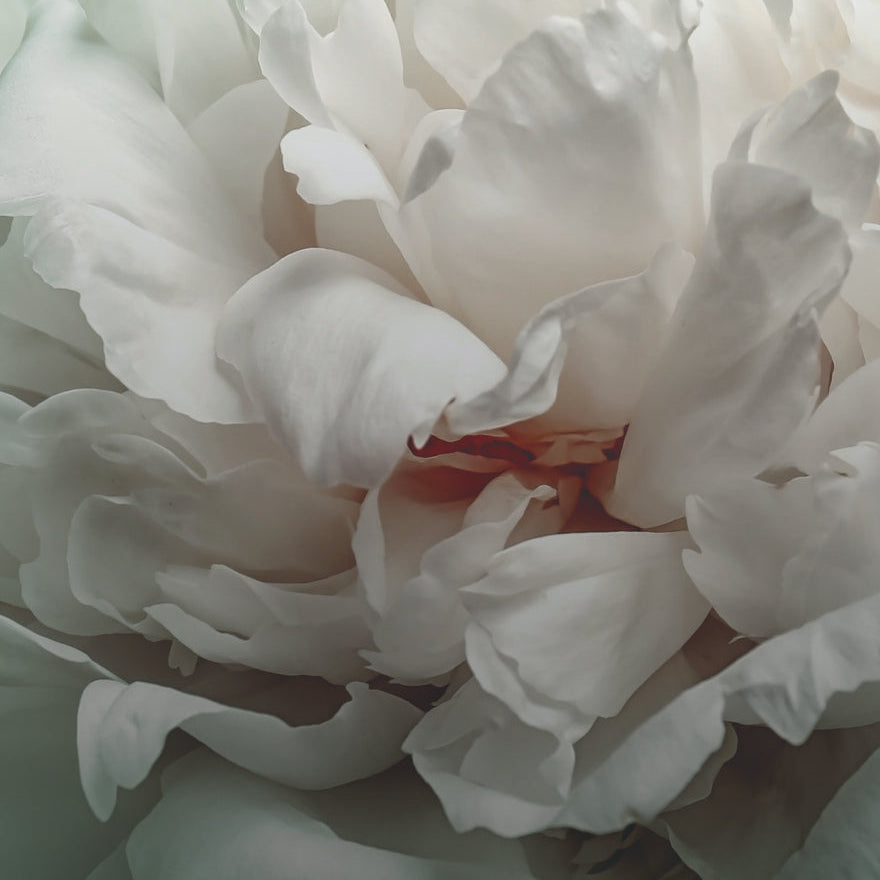 Nahaufnahme zarter, weicher weißer Pfingstrosenblüten mit sanften Falten und subtilen Schatten, die ein verträumtes und strukturiertes florales Aussehen erzeugen.