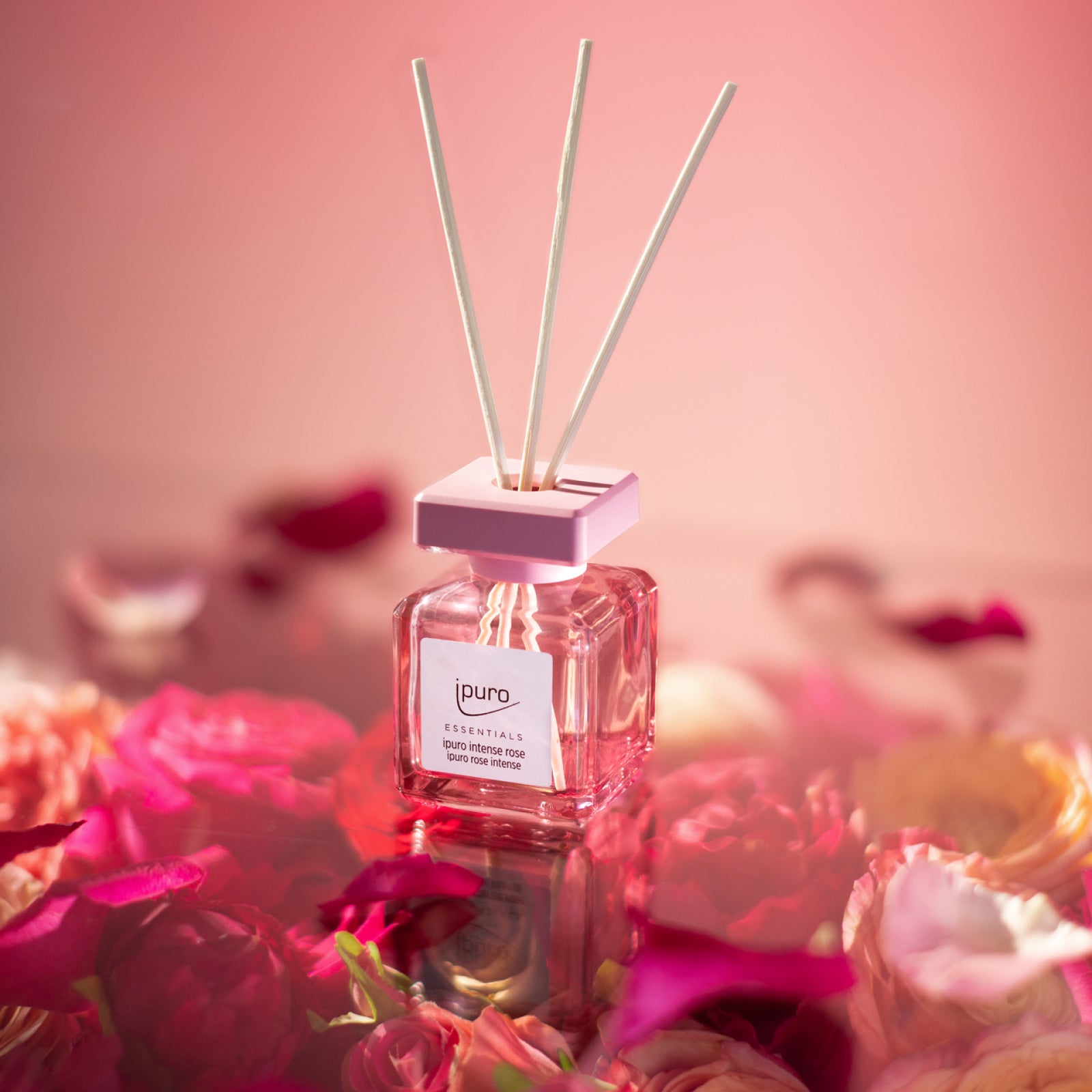 Ein Glasdiffusor mit der Aufschrift "ipuro ESSENTIALS intense rose" mit drei Holzschilfrohren, umgeben von leuchtend rosa und roten Rosen und einem Hauch von Sandelholz, vor einem zartrosa Hintergrund.